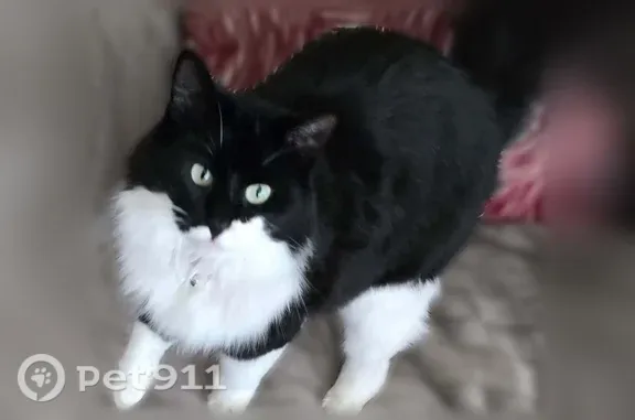 Lost cat, Southeast 1st Street, 13829, Bellevue - female, may be injured - photo
