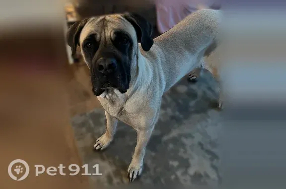 Lost dog, Xenia, Ohio - female English Mastiff, fawn with black face - photo