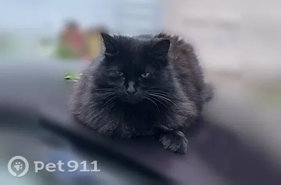 Lost cat, Old Trail Road, 30, Glastonbury Center - female, all black, left ear notch - photo