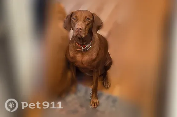 Lost dog, female, Sunnyside Avenue South, 2482-2568, Salt Lake City - red vizsla with a cropped tail - photo