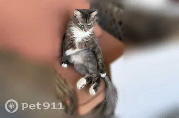 Lost cat, Tangerine Drive, 215, Sanford - female, grey blue silver back coat, green eyes - photo