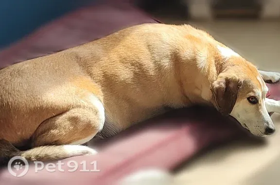 Chien vieux et très calme A réussi à s'enfuir par peur de l'orage