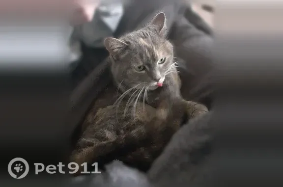 Chat perdu femelle, Rue des Bordes, Réveillon, Paris - petite chatte tigrée grise - photo