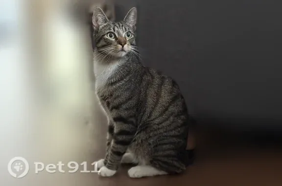 Chat perdu mâle, Rue du Bac, 128, Verneuil-sur-Seine - tigré gris avec pattes blanches - photo