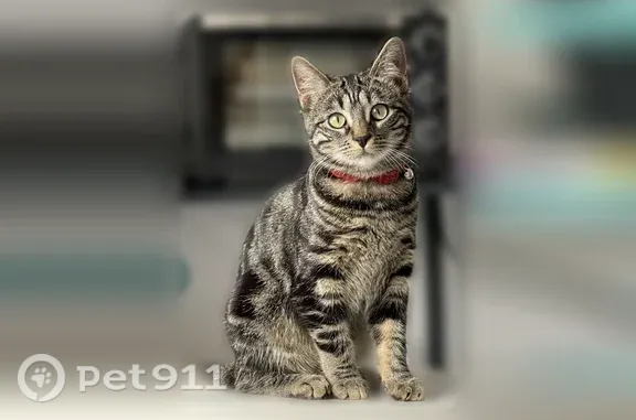 Chat perdu femelle, Rue du Queyras, Échirolles - tigrée, collier rose avec grelot - photo