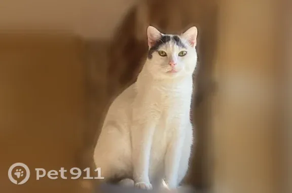 Perdu chat femelle, Faubourg du Fond de Givonne, 103, Sedan, Paris - blanche avec queue noire et 2 taches sur la tête - photo