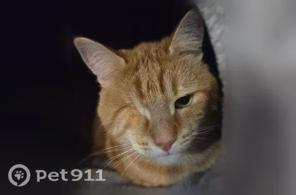 Perdu chat mâle, Rue Coluche, 3, Talange - roux, sans œil droit - photo