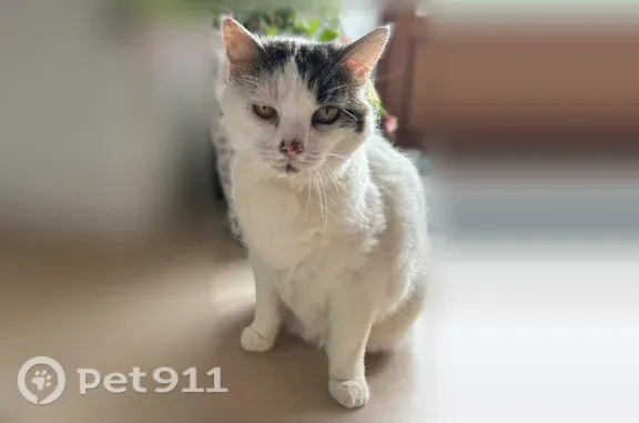 Chat perdu femelle, Martigné-sur-Mayenne, Paris - très câline, blanche avec taches noires et marron - photo