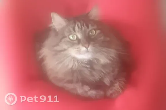 Chat perdu femelle, Avenue de Bourgogne, 101, La Rochelle - très peureuse, répond au nom de Nala - photo