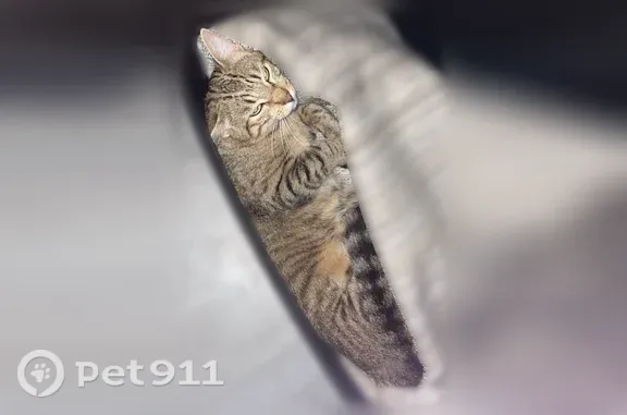 Chat perdu mâle, Ploufragan, Bretagne, Rennes — tigré, oreille cassée - photo