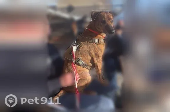 Chien perdu mâle, Rue du Refuge, 3 Bis, Besançon - blessé à une patte - photo
