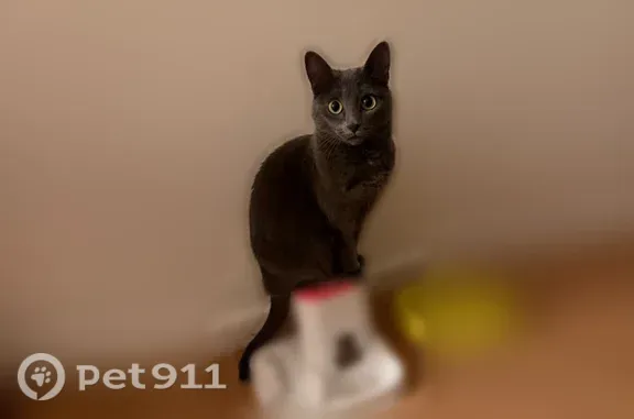 Chat perdu, Rennes, photo: Perdu chat femelle, Boulevard Georges Clemenceau, 115, Rennes - petite plaie au cou à gauche