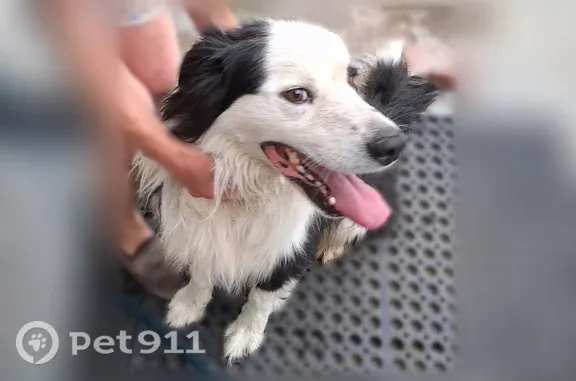 Found dog, South 4460 West, 50...