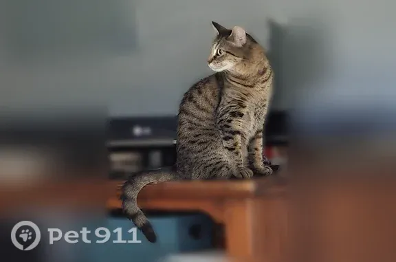 Chat perdu, femelle, Rue du Pavillon, Guignes — tigrée et pucée - photo