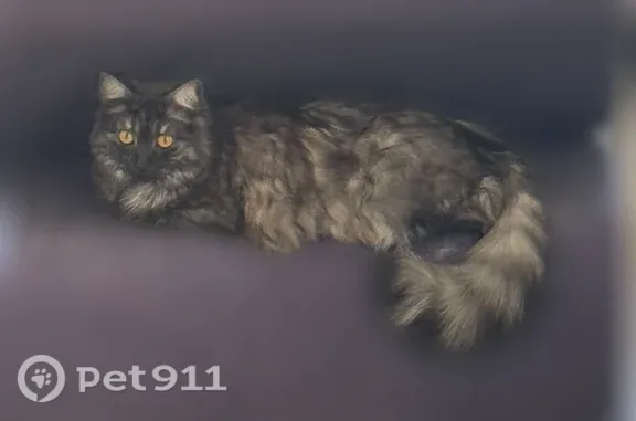 Chat perdu femelle, Allée des Cornouillers, 1, Champs-sur-Marne - noire et grise, pucée - photo
