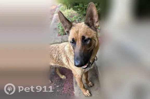 Found dog, 12th and Hampton, D...