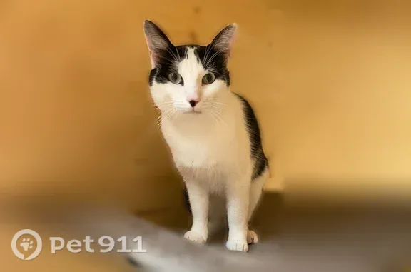 Chat perdu, Angers, photo: Chat perdu mâle, Rue Anatole le Braz, Nantes - noir et blanc avec tache noire sur le nez