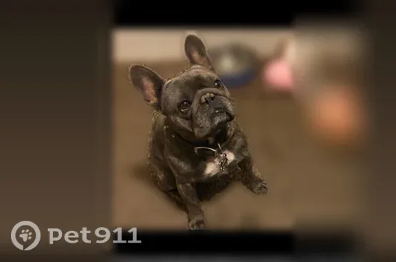 Lost dog, Truxtun Avenue, 1401-1499, Bakersfield - small brindle male with name tag - photo