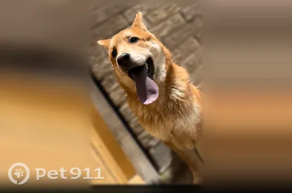 Lost dog, Oakville Street, 3918, Houston — friendly, medium size - photo