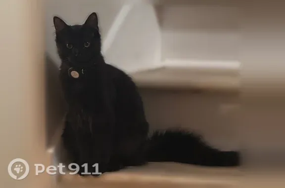 Lost cat, Tannahill Drive Southeast, 834, Huntsville, Birmingham - male, long silky coat - photo