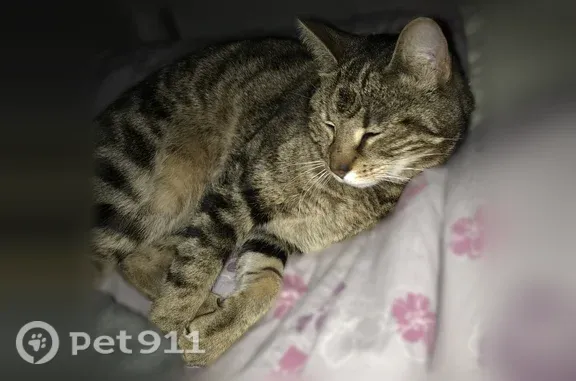 Chat perdu, Haubourdin, photo: Chat perdu mâle, Rue Auguste Potié, 148, Haubourdin