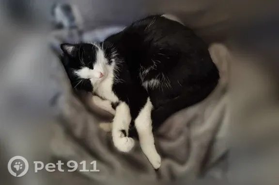 Chat perdu, femelle, Rue Saint-Louis, 26, La Roche-Posay, Paris - timide, noire et blanche - photo