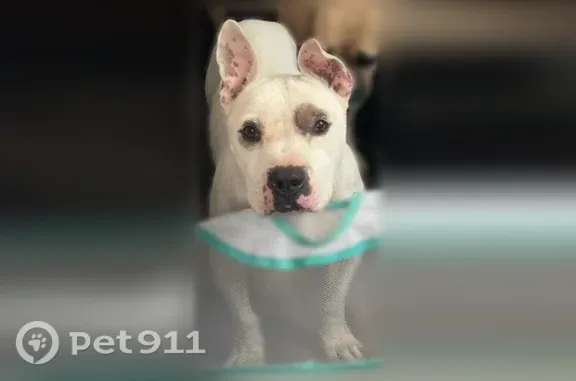 Lost dog, Pasadena Circle, 10350, El Paso — white fur with a spot on his eyes, needs heart medication - photo