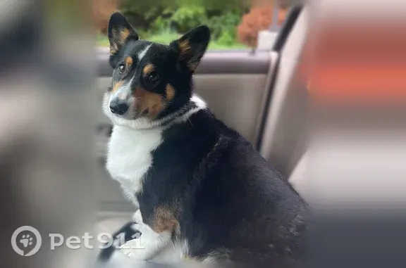 Lost dog, Charlestown Road, 4206, New Albany - male corgi - photo
