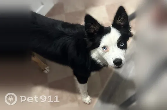 Found dog, Rolling Glen, 102,...