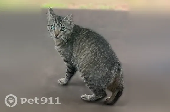 Lost cat, North Main Street, 705, Grapevine — gray tabby, clipped left ear - photo