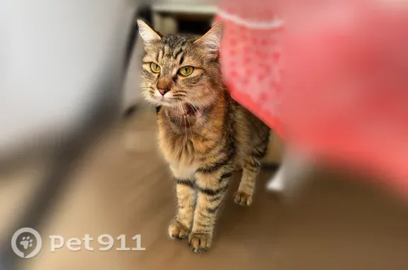 Chat trouvé Eysines, photo: Chat trouvé, Avenue du Haillan, 60 Bis, Eysines — femelle, petite taille, grands yeux jaune-vert