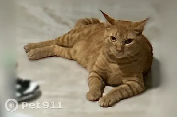 Lost cat, North Atlantic Boulevard, 2851, Fort Lauderdale — young adult male, friendly - photo