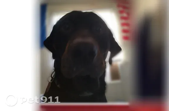 Lost dog, Lynn Creek Drive, 104, Mabank - black Labrador with rottweiler markings - photo