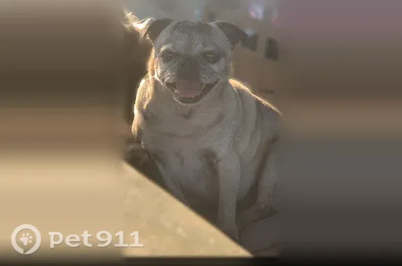 Lost dog, North 34th Street, 5548, McAllen - elderly, missing teeth - photo