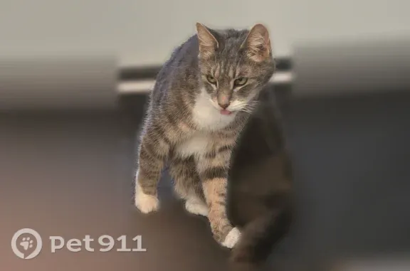 Lost cat, Economy Avenue, 162, Warwick — older male cat, grey, cream and white - photo