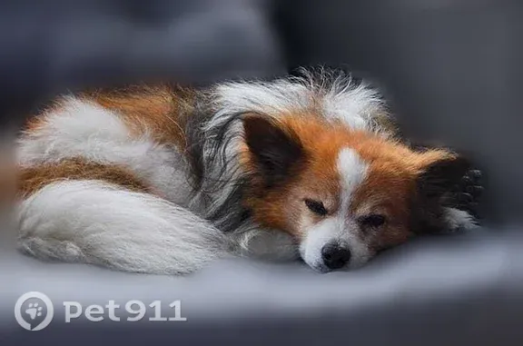 Chien perdu mâle, Rue de Rennes, 7, Larmor-Plage, Perpignan - petit, sourd - photo