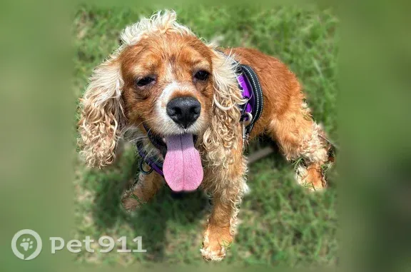 Lost dog, Ayers Drive, 175, Jackson, Arlington - reddish brown, long blondish ears - photo