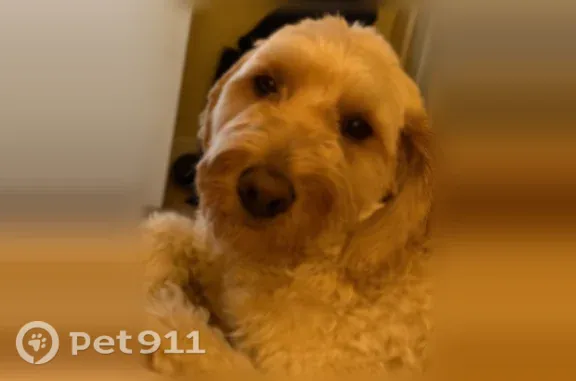 Lost dog, Pablo, Montana, Ronan - female Goldendoodle, white/cream - photo