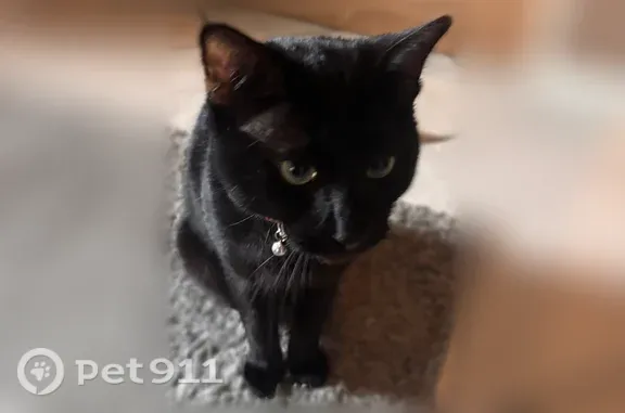 Lost cat, Bunny Trail, 120, Kyle, Arlington - male, mostly black, green eyes - photo
