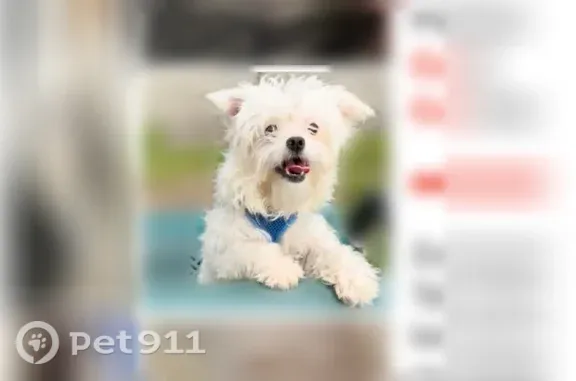 Lost dog, Sutter Avenue, 133-10, Queens - female, all white, pink harness - photo