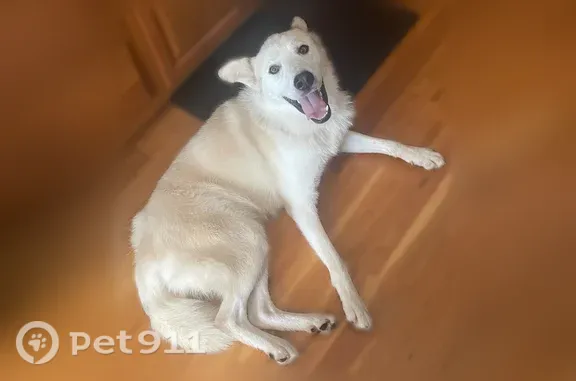 Found dog, Ratledge Road, Mock...