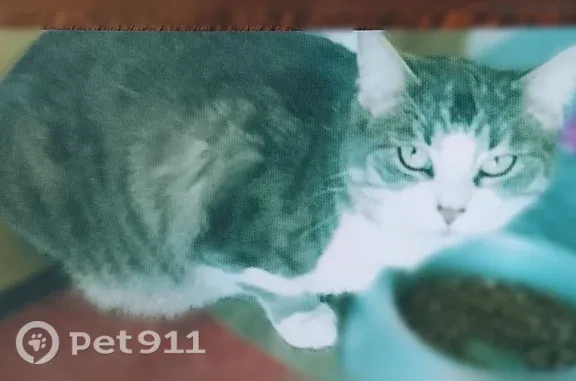 Chat perdu femelle, Domaine de la Goujonne, Saint-Sauveur-lès-Bray, Bray-sur-Seine - photo