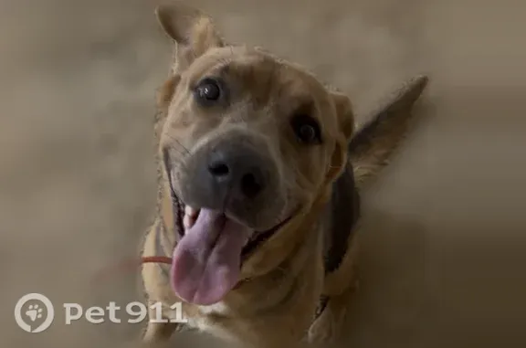 Found dog Female, Benton (usf5...