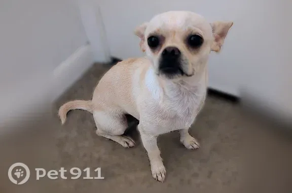 Found dog, Janell Drive, 1212,...