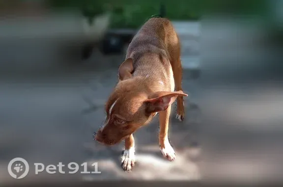 Lost dog, Wier Drive, 8334, Houston — reddish brown with a white stripe on his face - photo