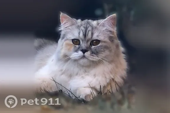 Chat perdu, femelle, Nice - photo