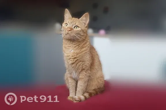 Chat perdu femelle, Avenue Émile Zola, 21, Royan - chatte tigrée rousse - photo