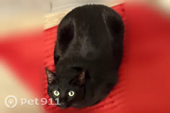Missing cat Arlington, photo: Lost cat, Tijeras Creek Road Northwest, 6905, Arlington - black domestic shorthair