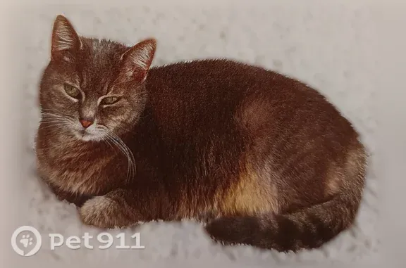 Chat perdu, Rue Kerviler, Rennes - femelle, petite chatte grise un peu tigrée - photo