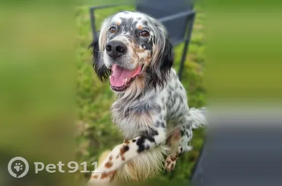 Chien perdu mâle, Lolif, Sartilly - setter anglais tricolore - photo